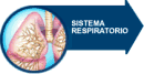 El sistema respiratorio