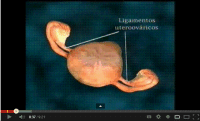 Sistema reproductor femenino