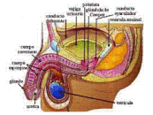 Sistema reproductor masculino
