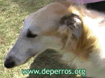 Galgos
