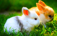 Cómo saber el sexo de un conejo