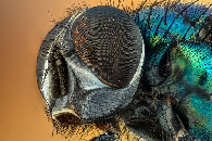 Cómo espantar moscas: ¡5 trucos caseros imperdibles!