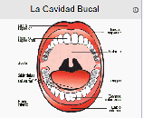 Anatomía de la cavidad bucal