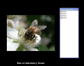 PhotoCDBrowser v2.95