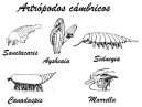 Curso de iniciación a la Entomología