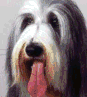 ¿Cómo elegir mi mascota?