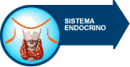 Sistema endocrino