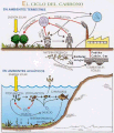 ¿En qué consiste el Ciclo del Carbono?