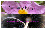 Plantas y hongos