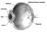 La retina