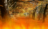 Fuego en el Bosque Salvapantallas