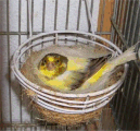 Cómo criar canarios