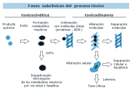 Fisiopatología