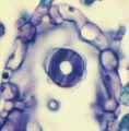 Prácticas de Citología e Histología