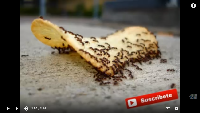Cómo construir una trampa para hormigas