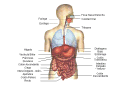 Anatomía y Fisiología Básica