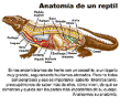 Los reptiles