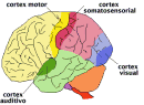 El cerebro y la corteza cerebral