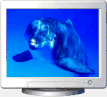 Free Dolphin Screensaver v1.0