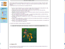 Imágenes en HTML
