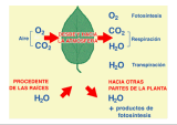 La Fotosíntesis
