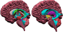 Atlas visual del cerebro