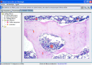 Atlas Interactivo de Histología v0.6