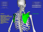Esqueleto 3D v2.0