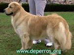 Los perros retriever